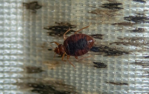 Bed Bugs Be Gone: An All-Inclusive Control Guide For Roseville Homeowners