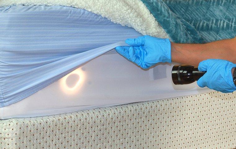 technician inspecting a mattress for bed bugs