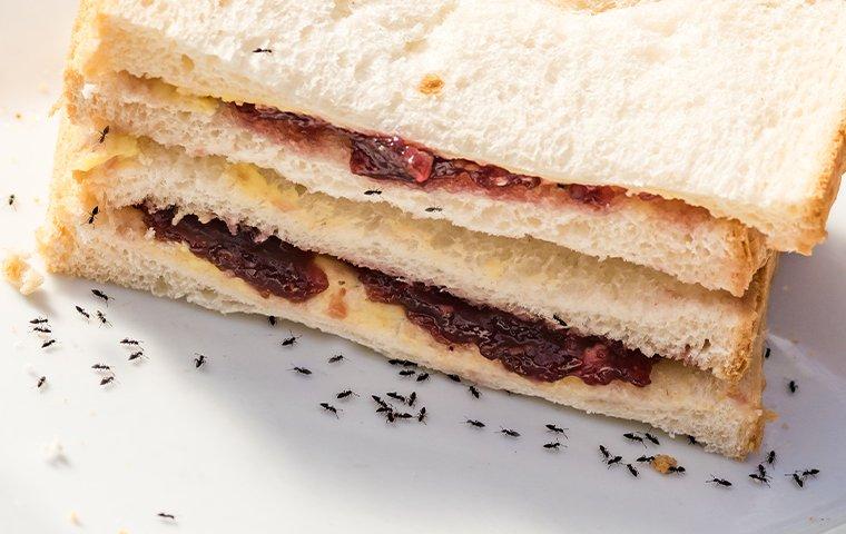 ants eating a pbj sandwich