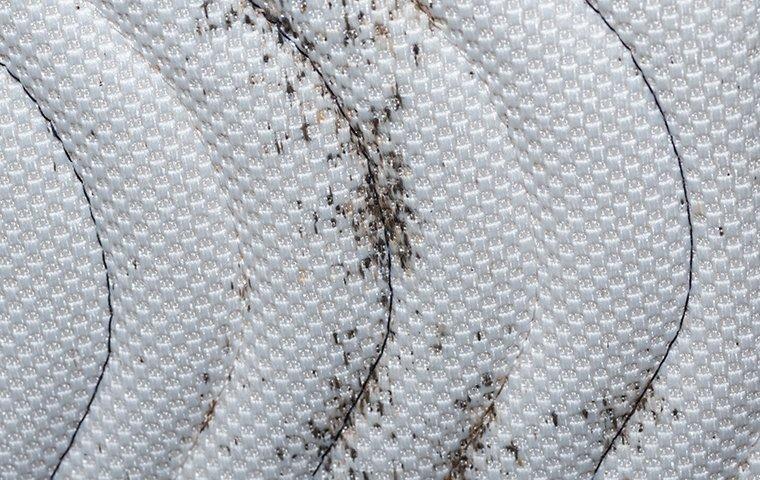 bed bug evidence on a mattress