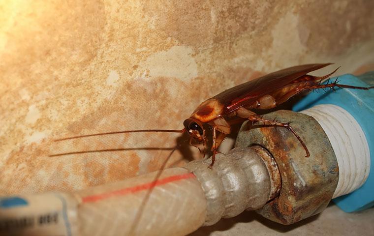 The Ultimate Guide To Getting Rid Of Roaches For Good In Your Roseville ...