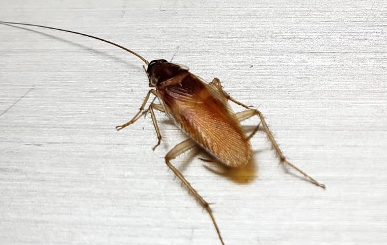 cockroach on the ground