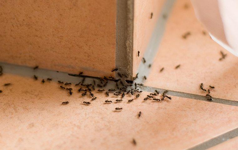 swarm of ants on a tile floor