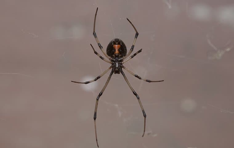 black widow spider in a web