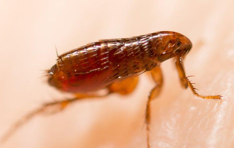 close up of a flea