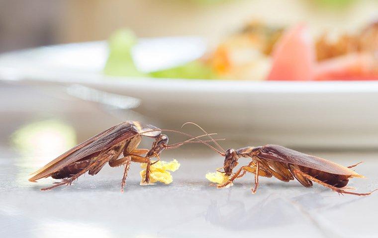 two cockroaches eating on a table