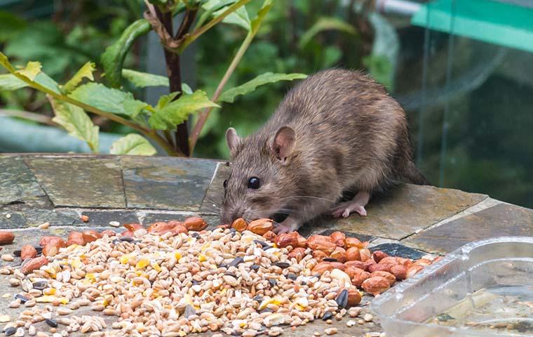 rodent eating from a pile of seed