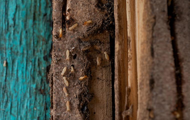 termites eating wood frame