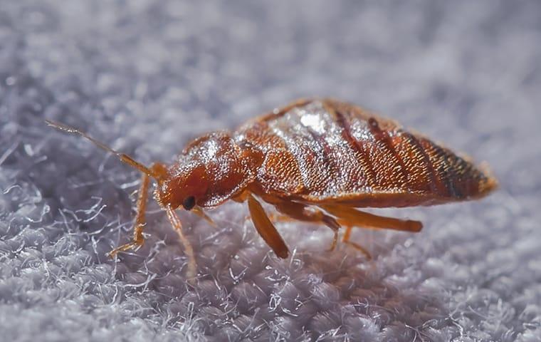 close up of a bed bug