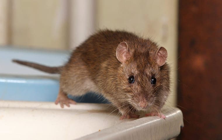 rodent on a counter