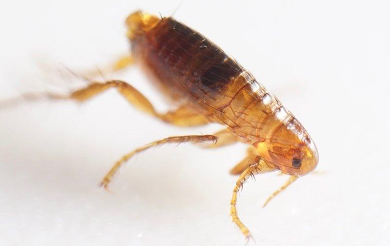 close up of a flea