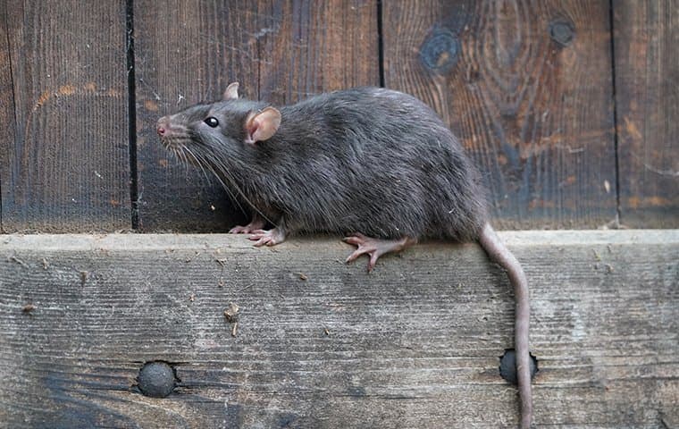 rat on a fence post