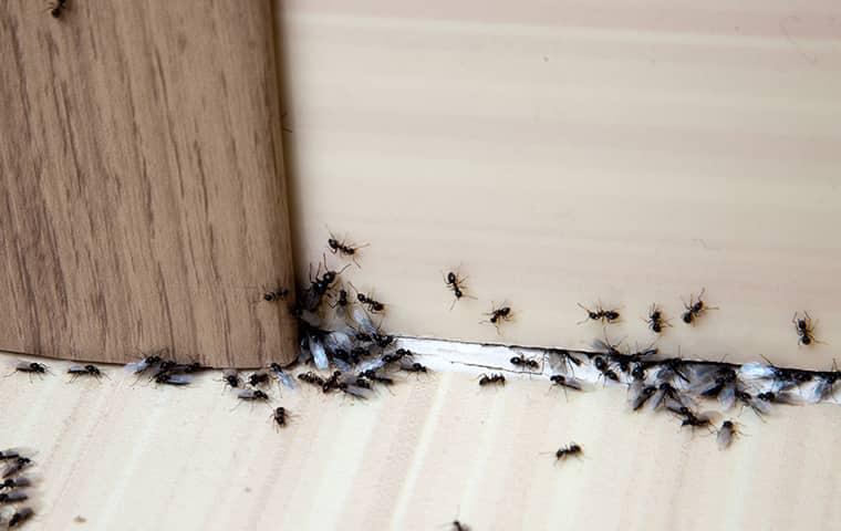 swarm of ants on the floor