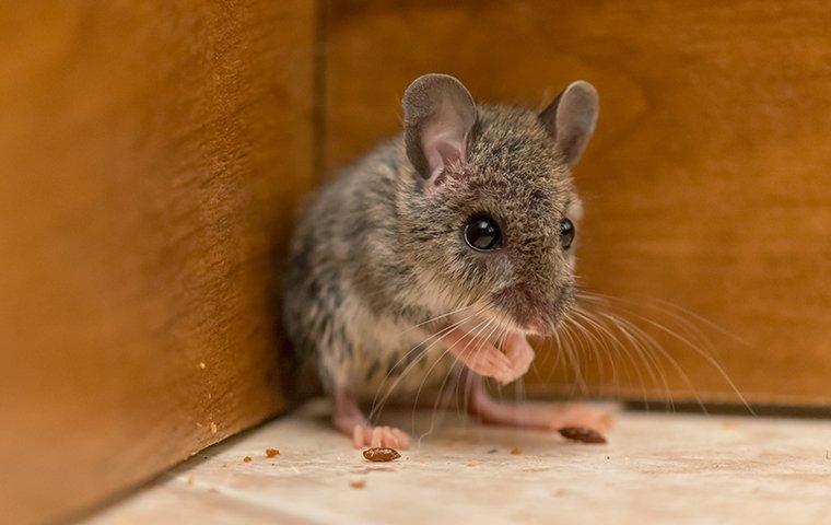 little mouse in the corner of a cabinet