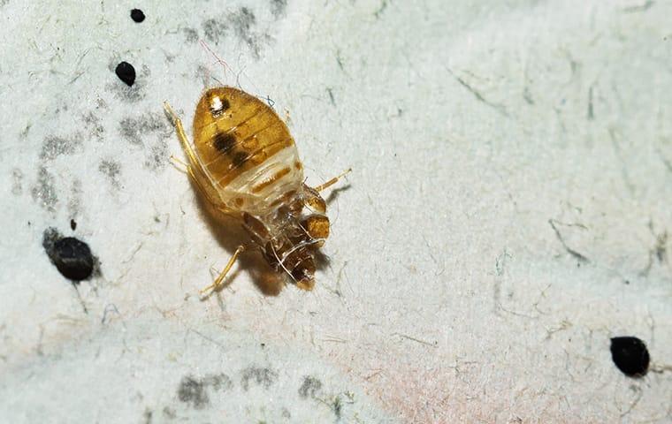 bed bug crawling and dropping
