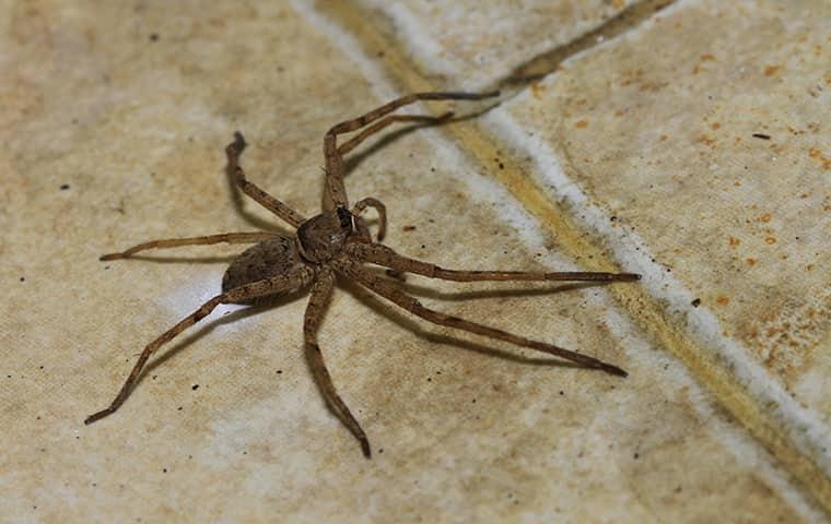 spider crawling on a tile floor