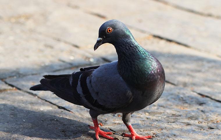 portrait of a pigeon walking on the ground