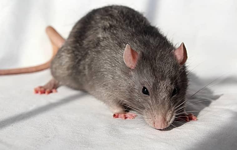 gray rat on a white background
