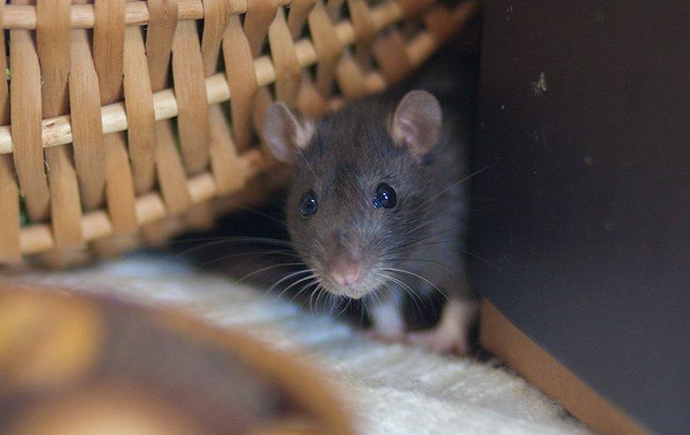 gray mouse near a basket