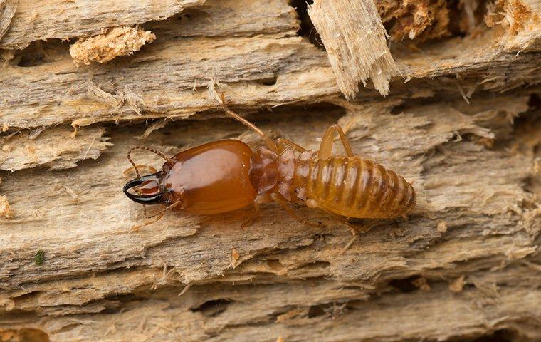 close up of a termite on wood