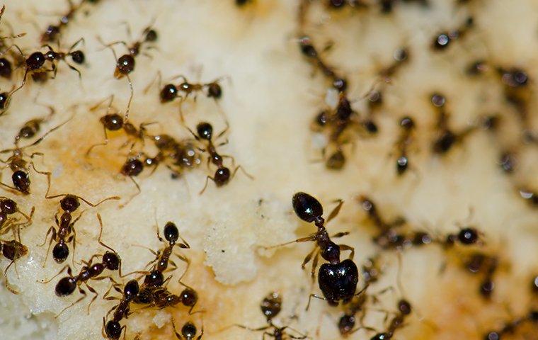 ants on bread