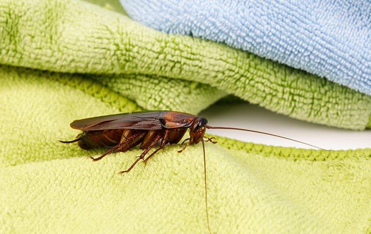 cockroach on a blue and green towels