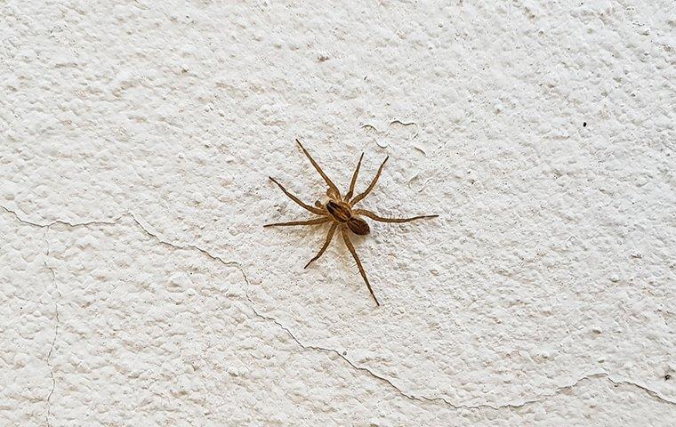 spider crawling on white wall