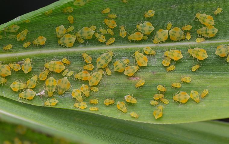 aphids on a leaf