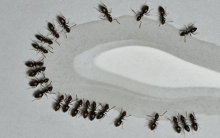 ants feeding around a liquid
