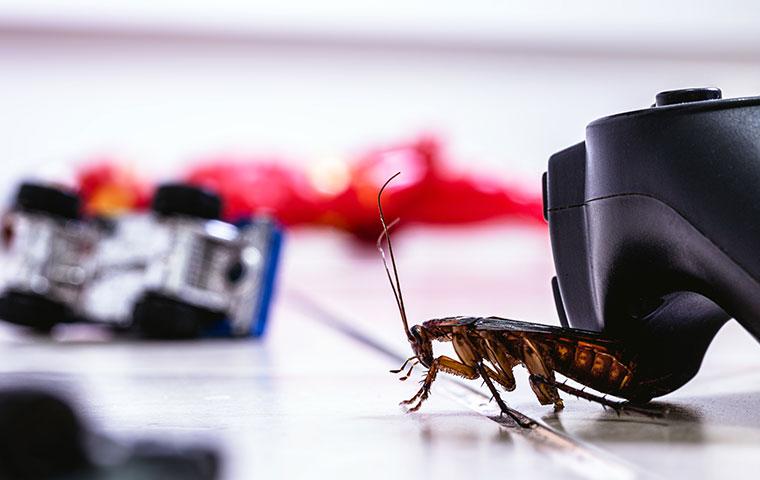 a cockroach near children's toys