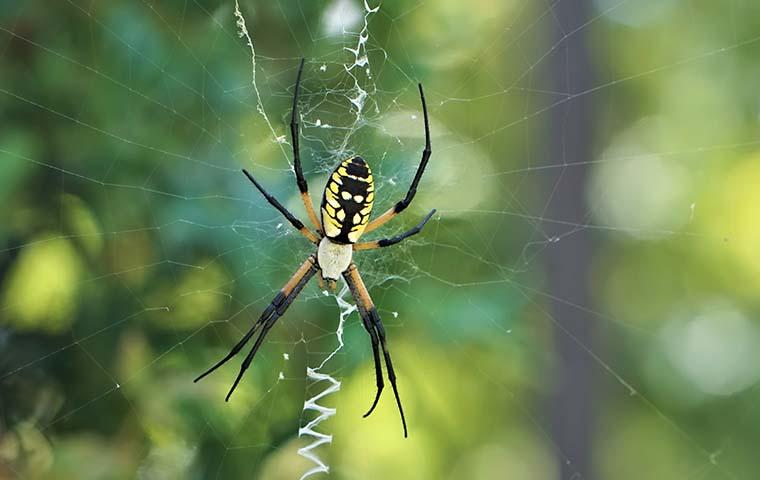 yellow and black spider outside in its web