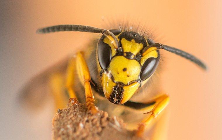 close up of a wasps face